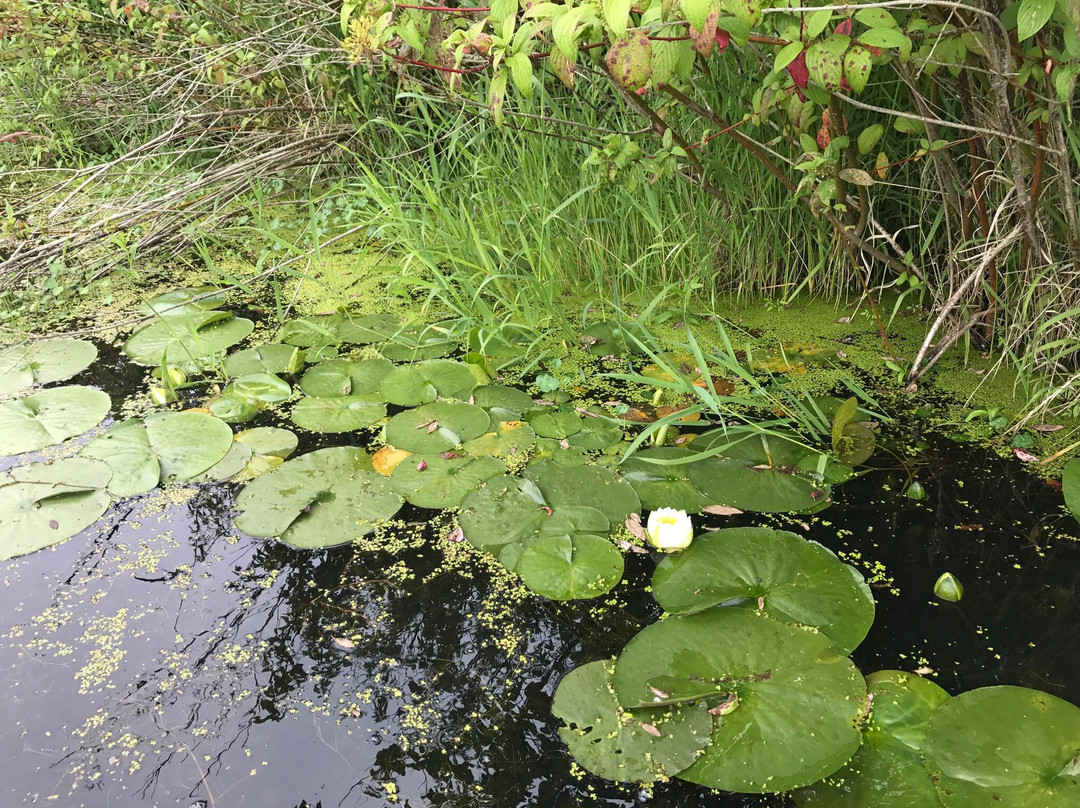 Mercer Slough Nature Park景点图片