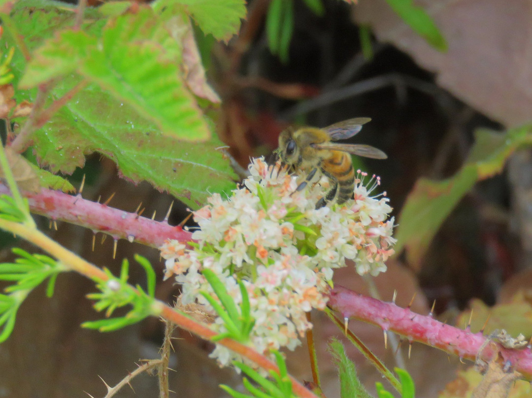 Stough Canyon Nature Center-伯班克必去景点