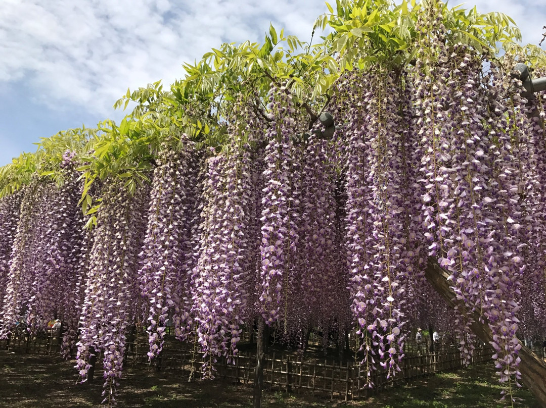 Tamashiki Shrine-加须市必去景点