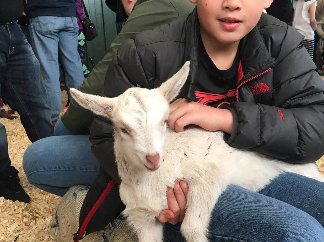 Simmons Farm Petting Zoo-米德尔敦必去景点