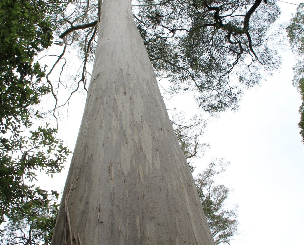 Evercreech Forest Reserve景点图片