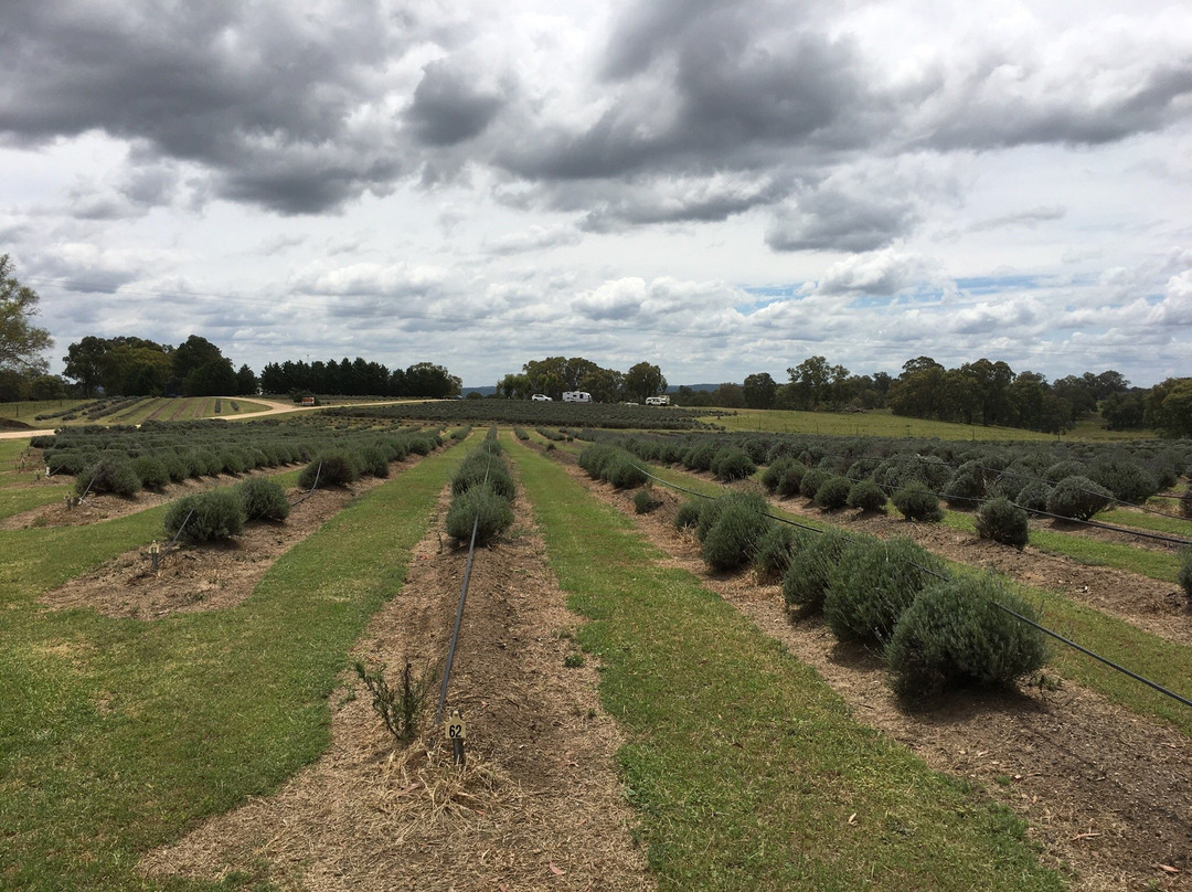 Aloomba Lavender Farm景点图片