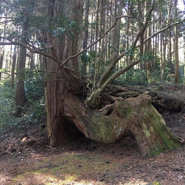 Sankinkotai no Hinoki-阿苏市必去景点