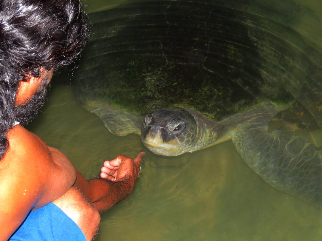 KOSGODA Turtle Conservation and Research Centre景点图片
