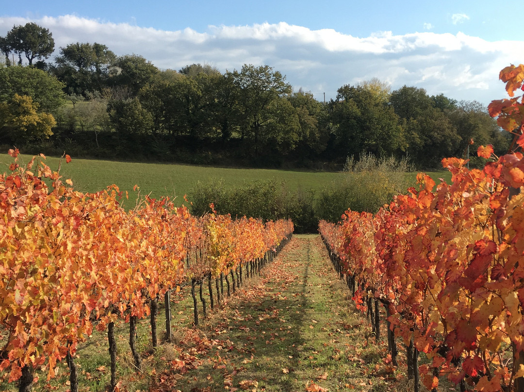 Azienda Agraria Brunozzi-Montefalco必去景点
