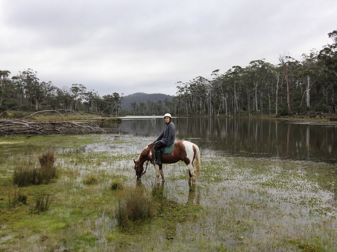 Horse Riding Tasmania景点图片