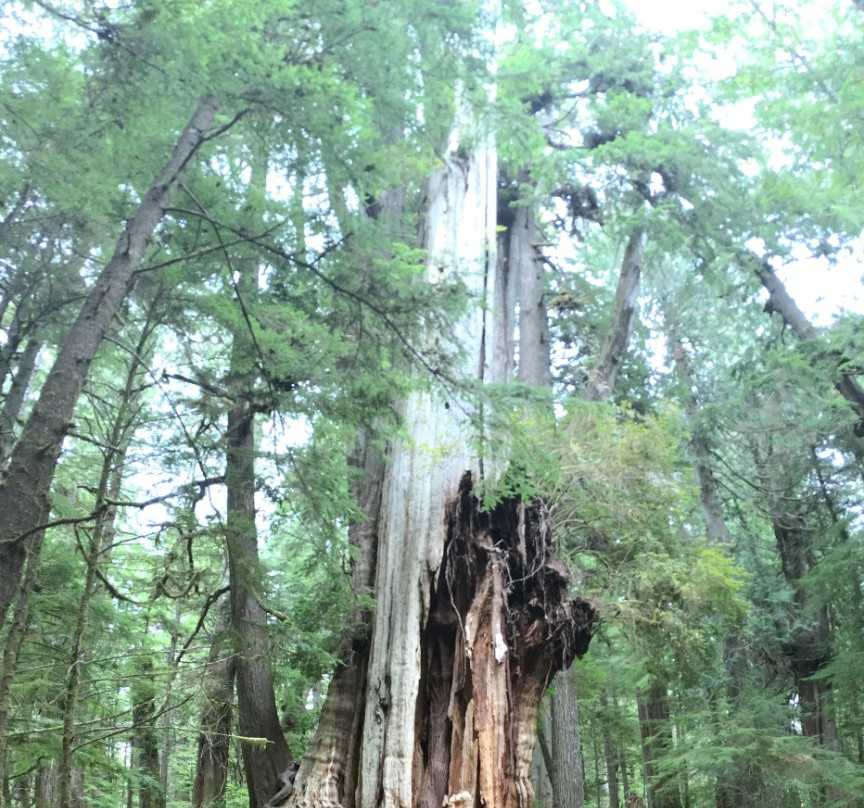 Quinault Big Cedar景点图片