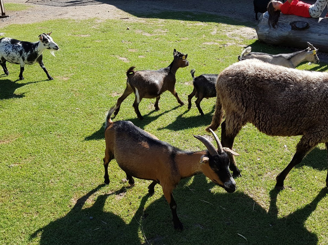 Kletterpark Schlossberg Lienz景点图片