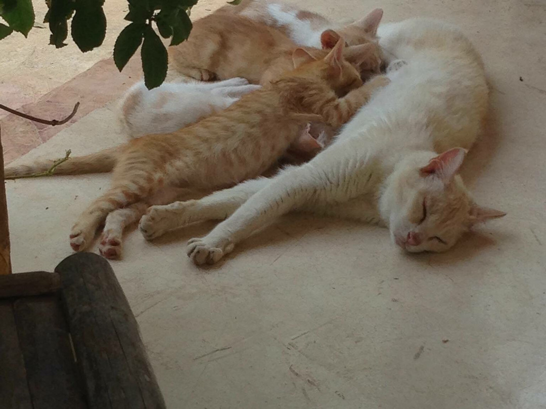 The House In Abirim主图