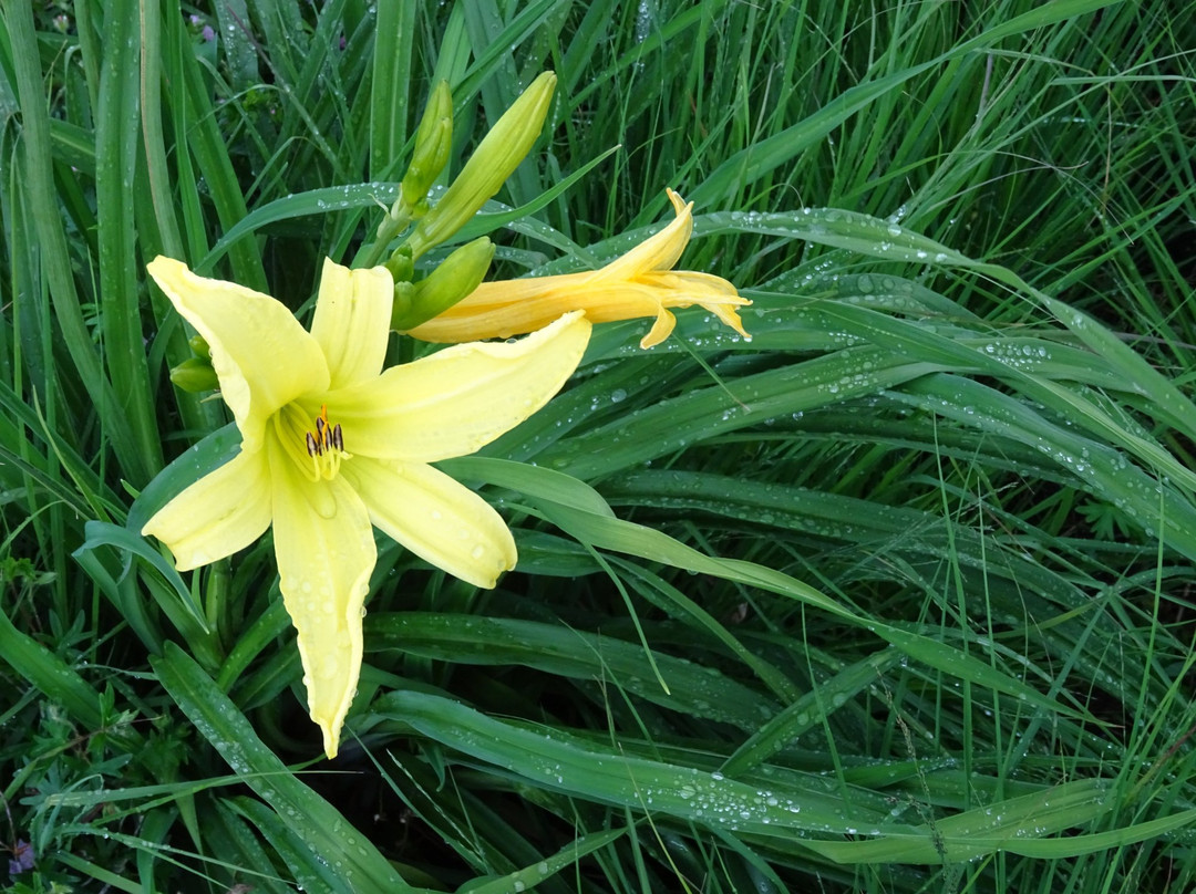 Bloemenspiraal Jan Evertsenplaats uit 2013-鹿特丹必去景点