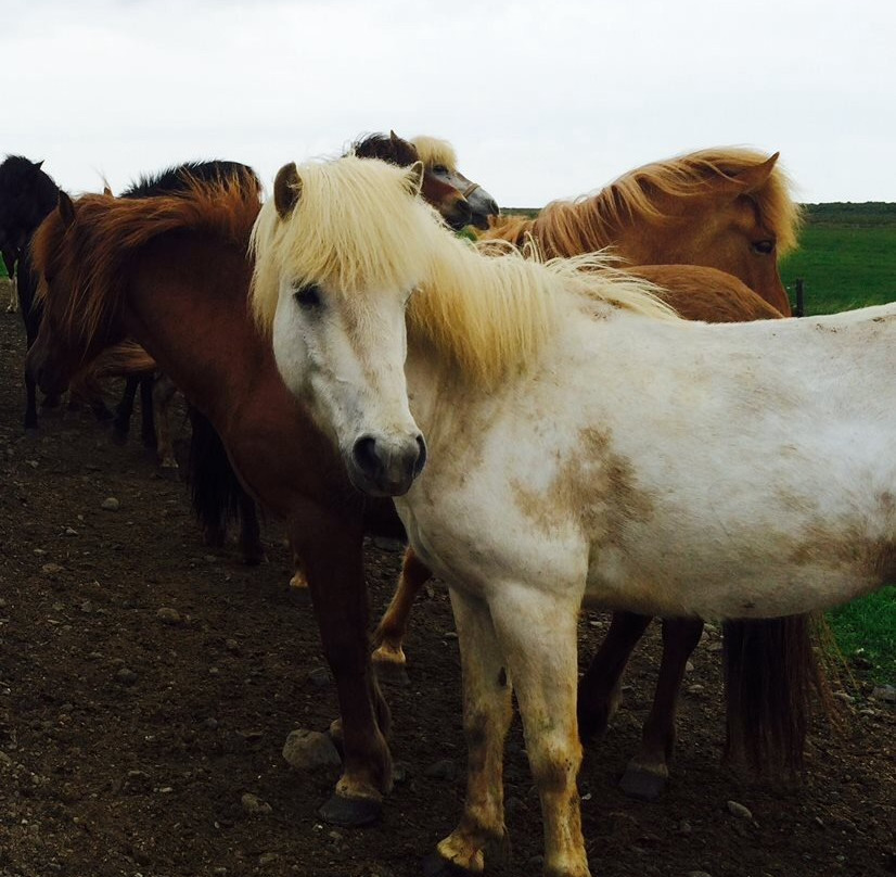 America 2 Iceland-博尔加内斯必去景点