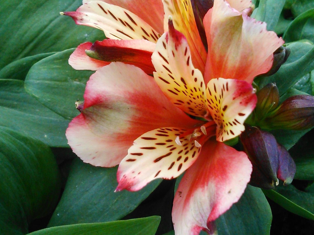 Hollies Farm Plant Centre-Bonsall必去景点