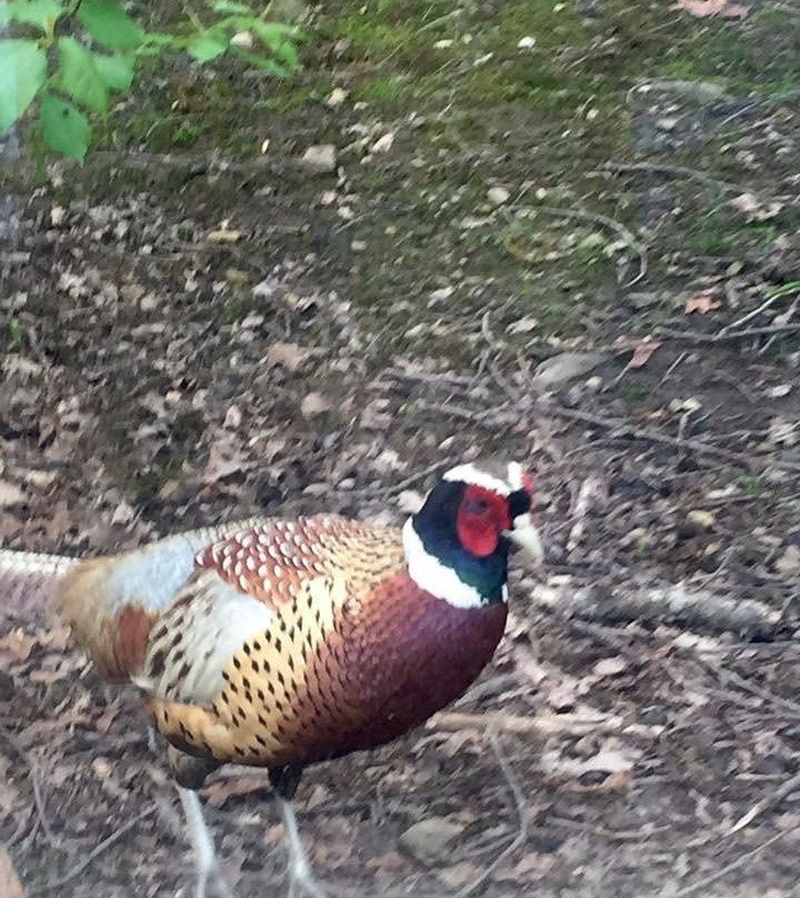 West Virginia State Wildlife Center景点图片