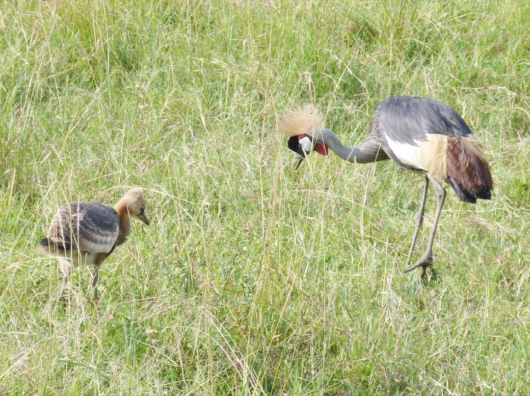 Musiara Swamp-马赛马拉国家野生动物保护区必去景点
