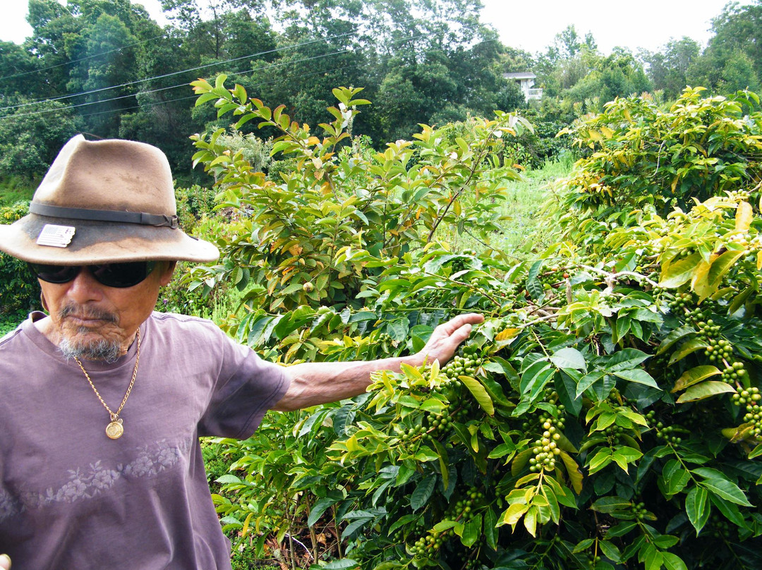 Shim's Coffee Farm-库拉必去景点