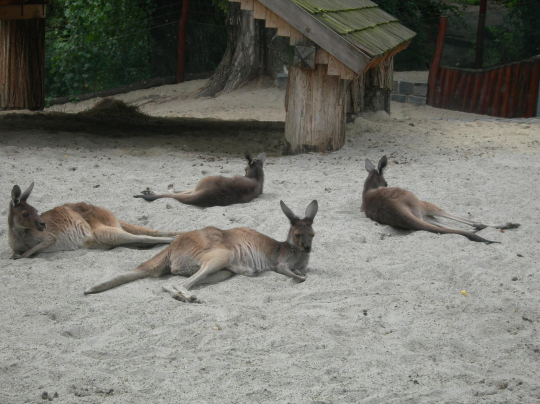 Show Zoo景点图片