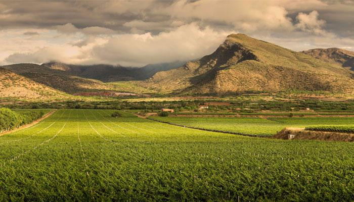 塔里哈旅游景点-Bodega Casa Real