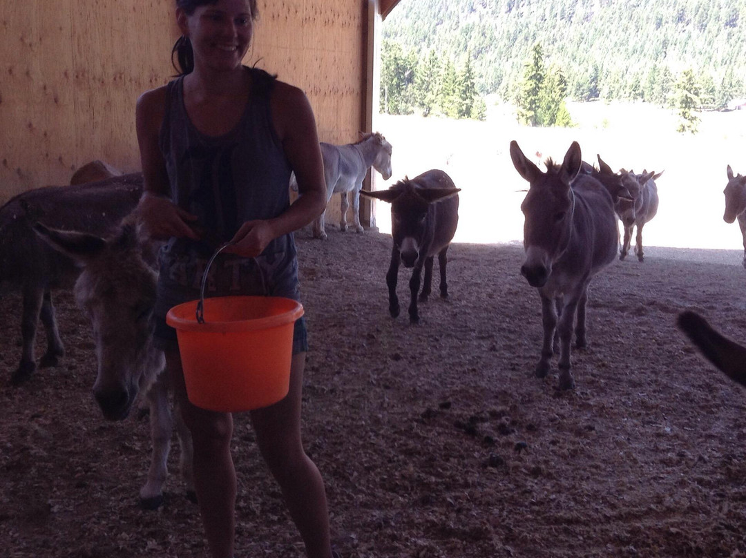 Turtle Valley Donkey Refuge-Chase必去景点