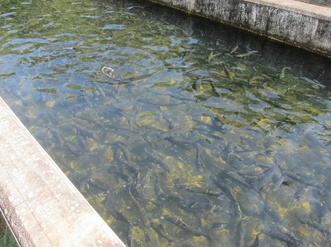 Buford Trout Hatchery-卡明必去景点