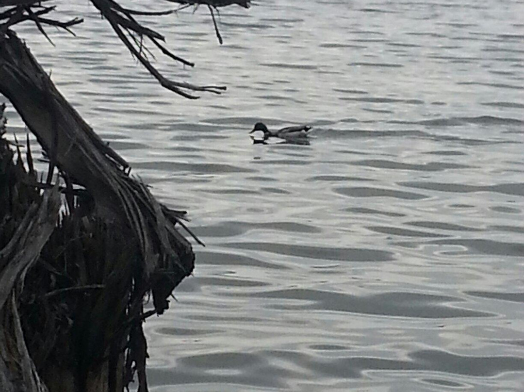 Wilcox Lake景点图片
