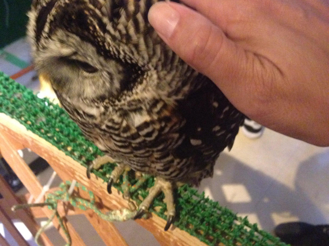 Fukuro no Mise-Tsukishima必去景点