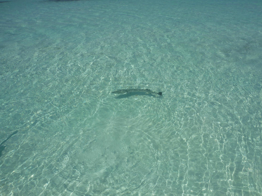 Stingray City Bahamas-Great Harbour Cay必去景点