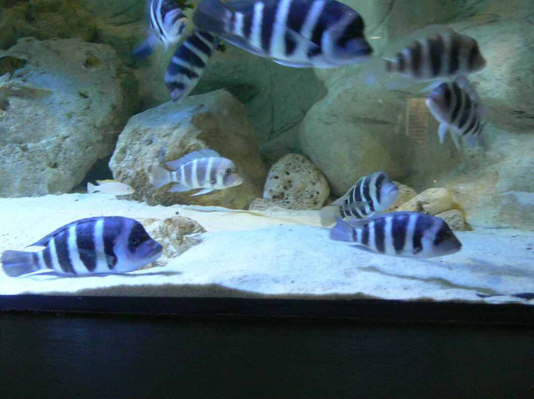 Palmiarnia Miejska景点图片