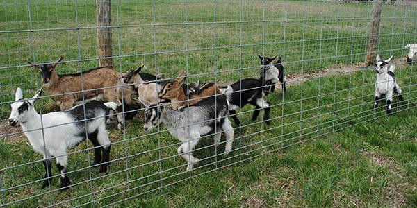 Goat Milk Stuff-Scottsburg必去景点