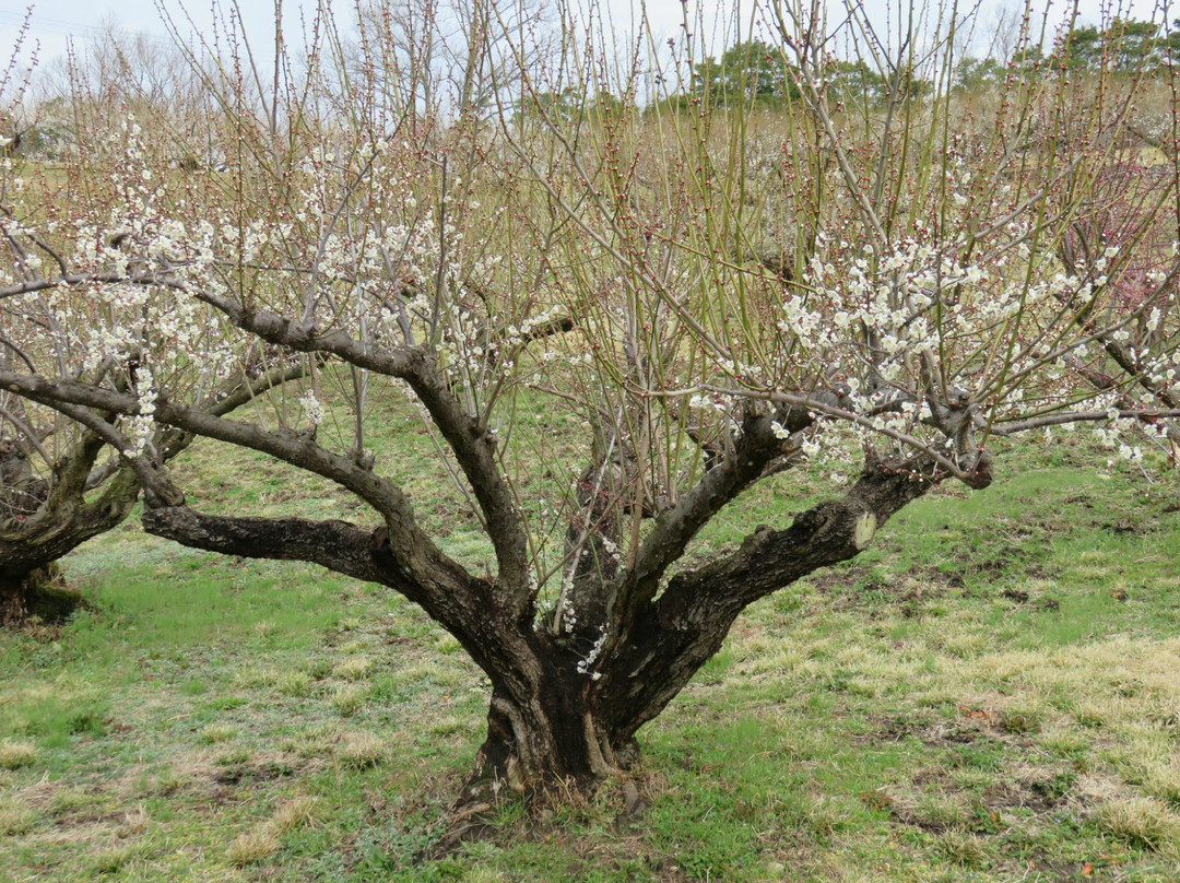 Toyooka Plum Garden景点图片