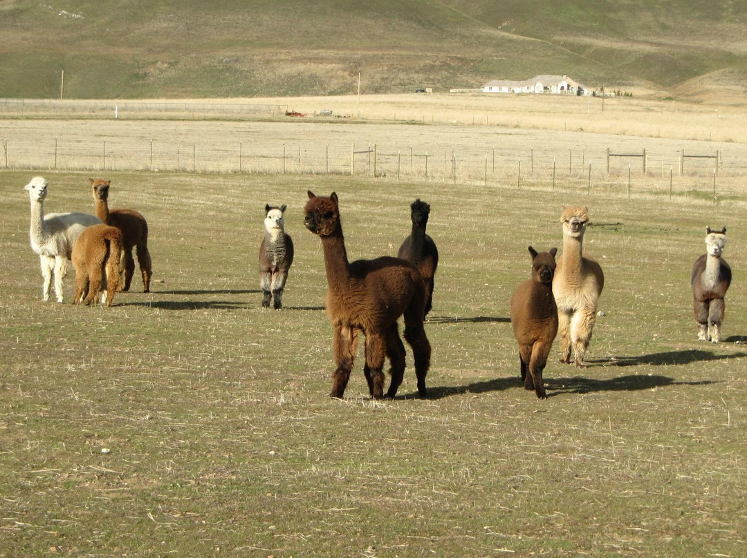 Adorable Alpacas-特哈查比必去景点