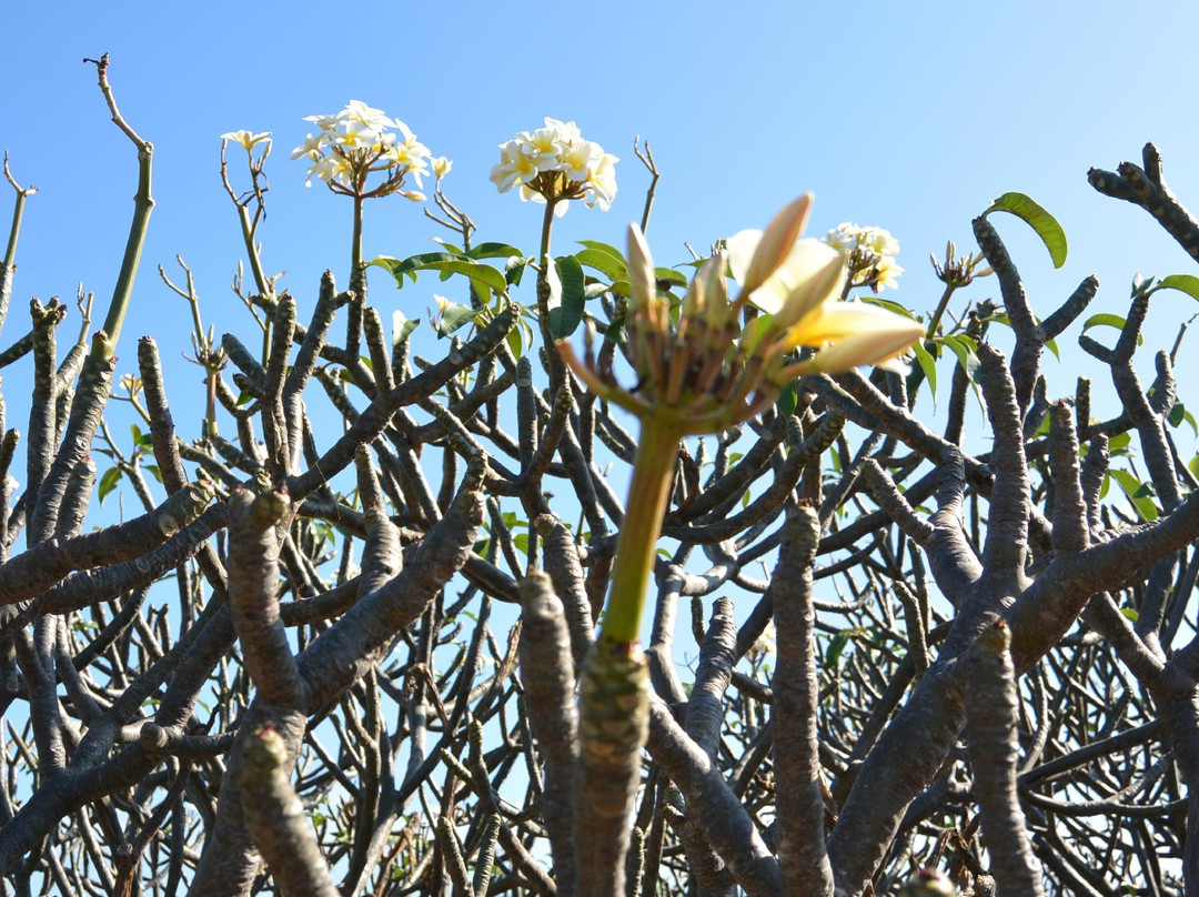 Molokai Plumerias-考纳卡卡伊必去景点