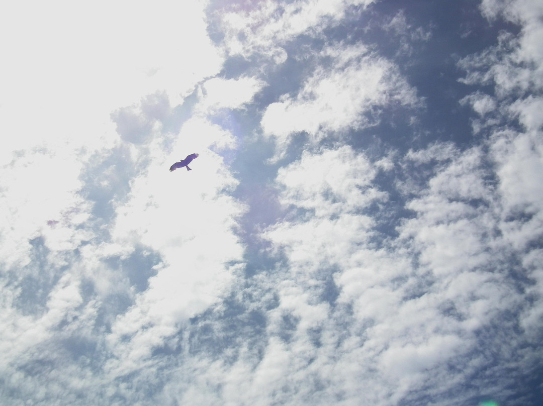 伊西曼格利索湿地公园-圣露西亚必去景点