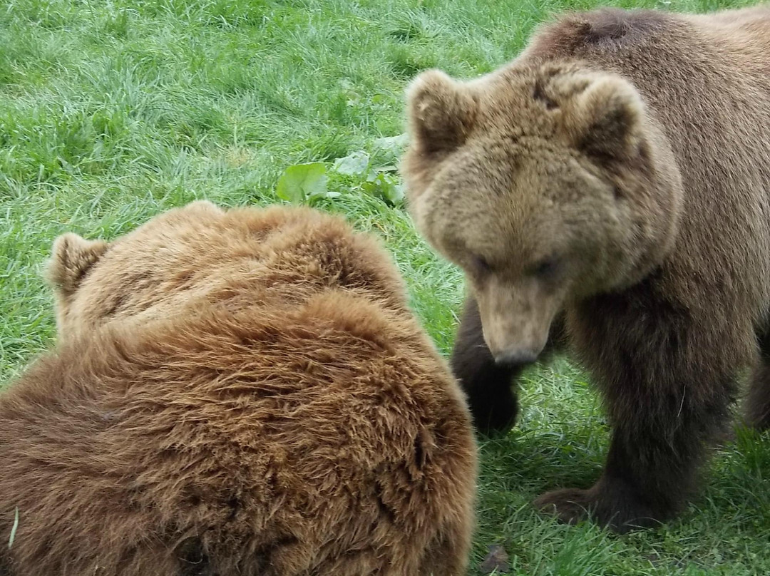 Bear Farm景点图片