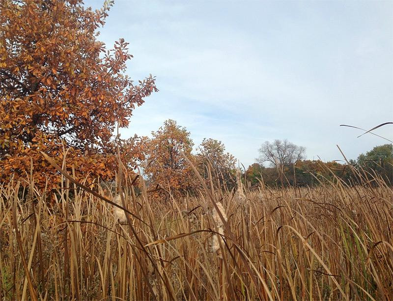 Blackwell Forest Preseve-Wheaton必去景点