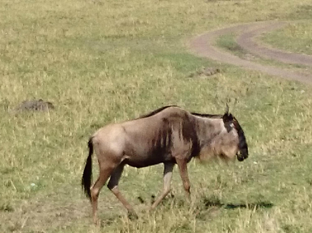 Dream Kenya Safaris-迪亚尼必去景点