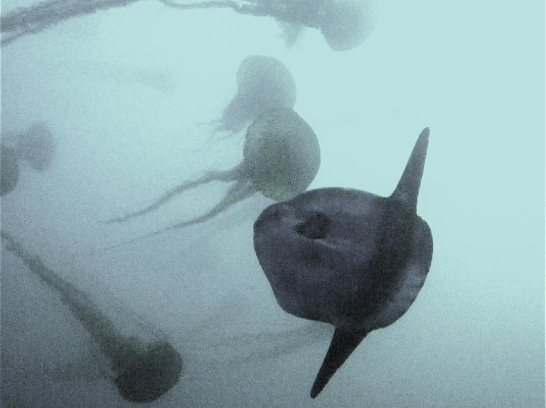 Harbor Dive Center景点图片