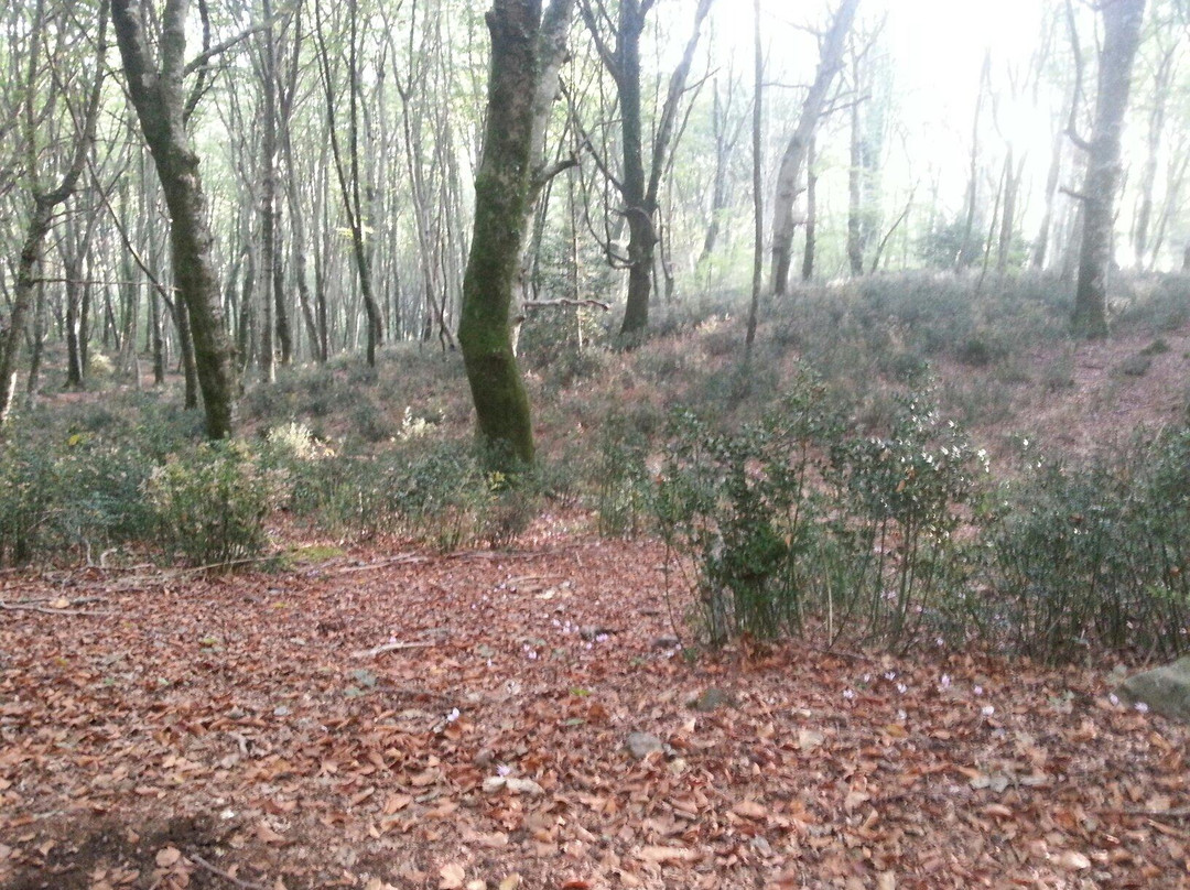 La Faggeta Di Oriolo Romano-Oriolo Romano必去景点