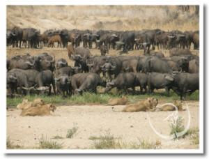 Tatanca Safari & Tours-Iringa必去景点