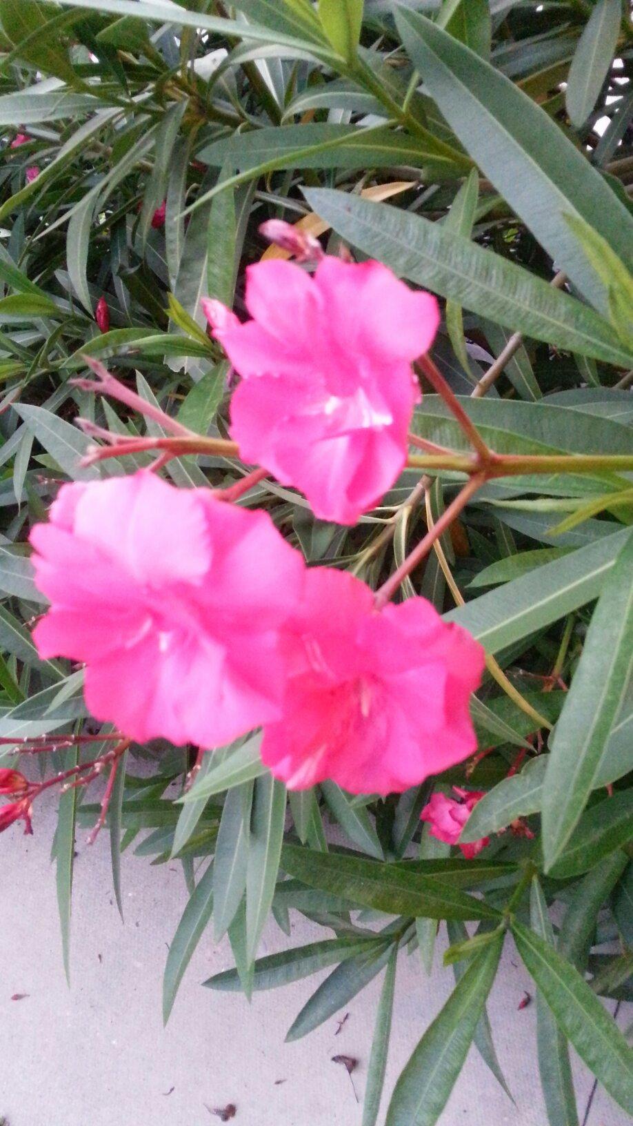Bajan Beach Cottages-客卧
