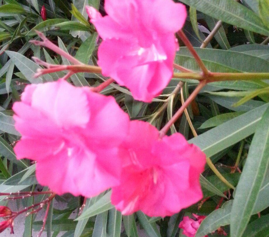 Bajan Beach Cottages主图