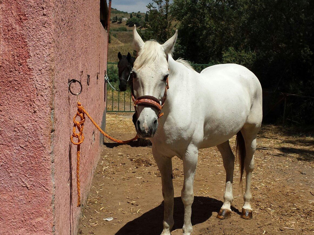 Centro Ippico Amico del Cavallo-Misterbianco必去景点