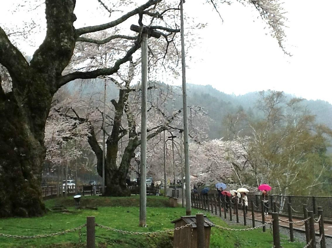 Shokawa-Zakura-高山市必去景点
