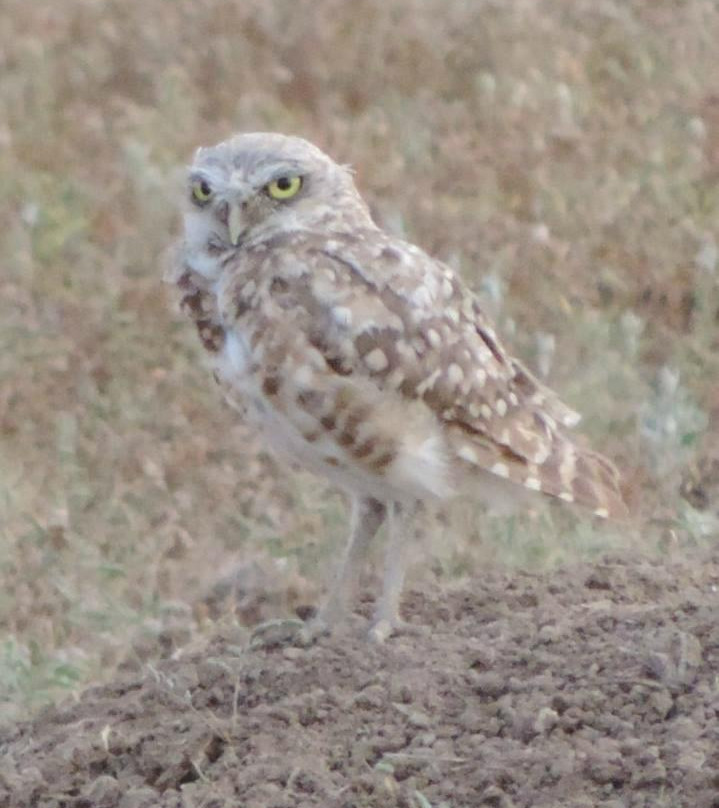 Muleshoe National Wildlife Refuge景点图片
