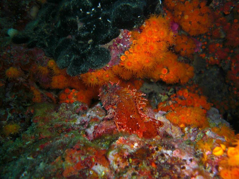 Pinna Nobilis Divers Club-Petrosino必去景点