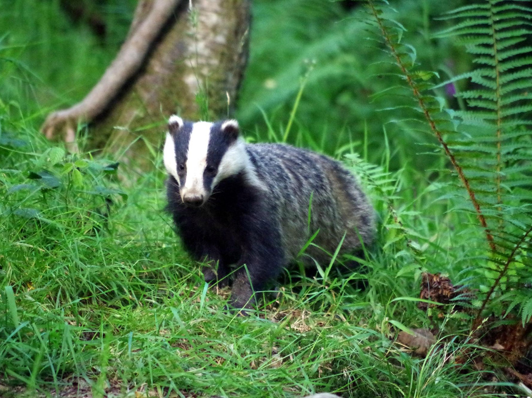 Devon Badger Watch-蒂弗顿必去景点