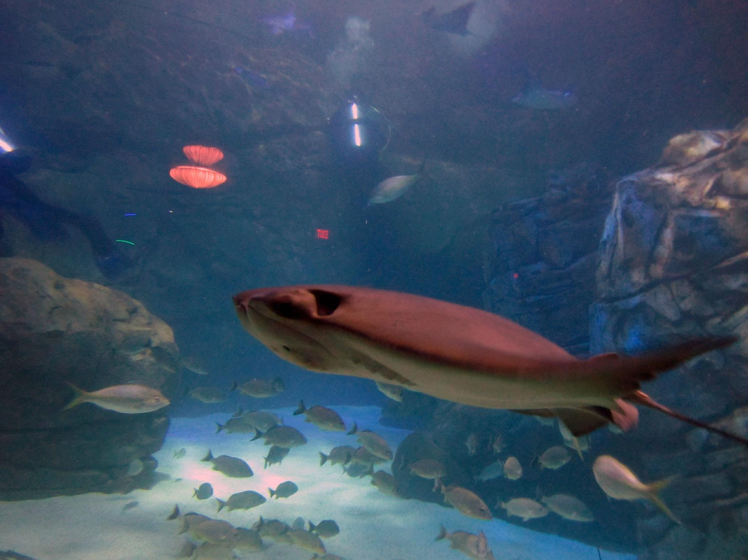 加拿大里普利水族馆-多伦多必去景点