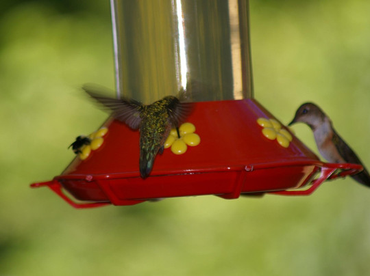 Elk Meadows Farm主图