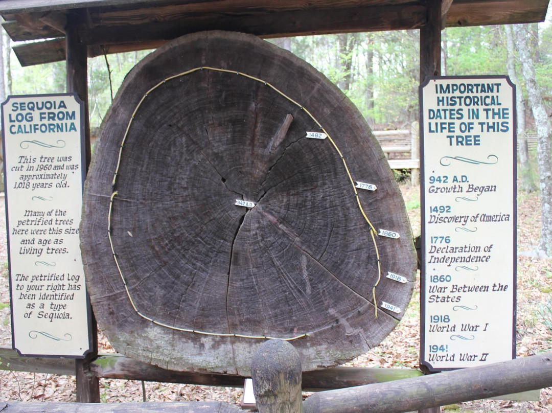 Mississippi Petrified Forest景点图片