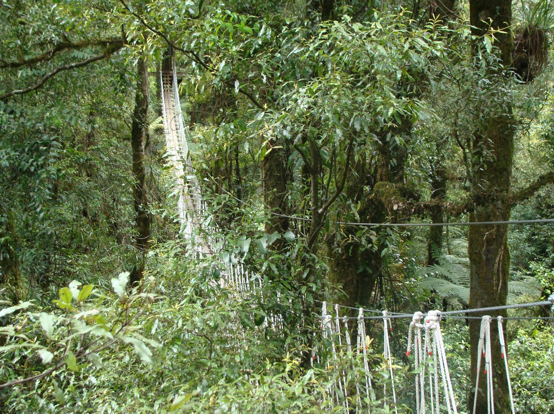 罗托鲁瓦树冠之旅-罗托鲁瓦必去景点