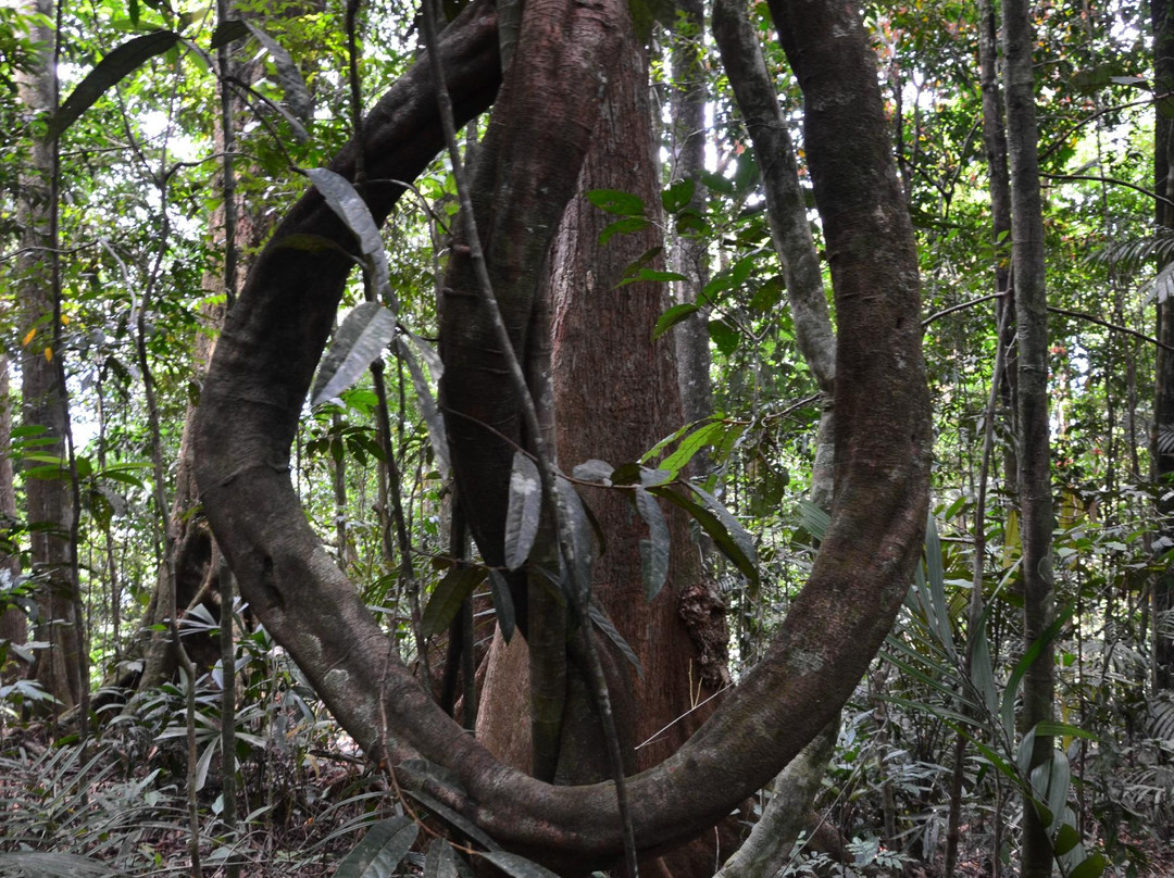 Penan Peace Park Long Kerong景点图片